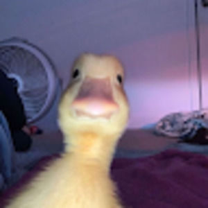 Meet your Posher, Denise